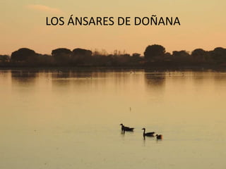 LOS ÁNSARES DE DOÑANA
 