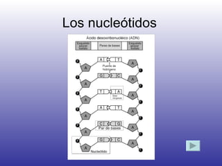 Los nucleótidos 