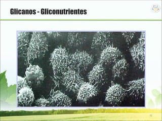 32
Glicanos - Gliconutrientes
 