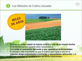 6
Los Métodos de Cultivo actuales1
• Se trata de evitar repetir el mismo cultivo o uno de la misma familia
en la misma parcela durante años consecutivos
• Esto evita el cansancio del suelo y que aparezcan enfermedades
• El principio más importante es que el cultivo que sigue a otro en la
rotación tenga propiedades contrarias y necesidades diferentes a él.
• Ej. Uno de raíces profundas a otro de raíces superficiales
 