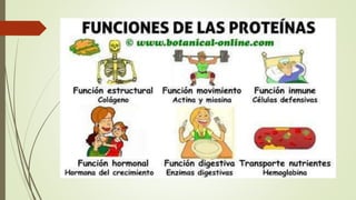Los nutrientes y su función en el organismo