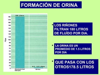 LOS RIÑONES
FILTRAN 180 LITROS
DE FLUÍDO POR DIA.
LA ORINA ES UN
PROMEDIO DE 1.5 LITROS
POR DIA
QUE PASA CON LOS
OTROS178.5 LITROS
FORMACIÓN DE ORINA
 
