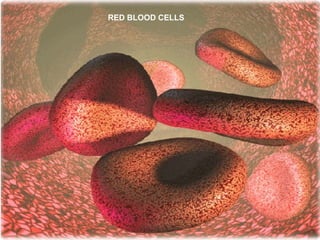 RED BLOOD CELLS
 