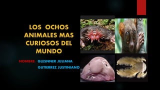 LOS OCHOS
ANIMALES MAS
CURIOSOS DEL
MUNDO
NOMBRE: GLESNNER JULIANA
GUTIERREZ JUSTINIANO
 