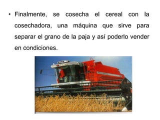 De la cooperativa a la fábrica de
harina
• De la cooperativa el grano se transporta
en camiones a la harinera.
 