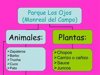 Parque Los Ojos
        (Monreal del Campo)


Animales:           Plantas:
Zapateros        Chopos
Barbo
Trucha
                  Carrizo o cañizo
Cuco             Sauce
Pato             Juncos
 