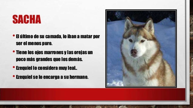 Resultado de imagen para ojos de perro siberiano de antonio santa ana