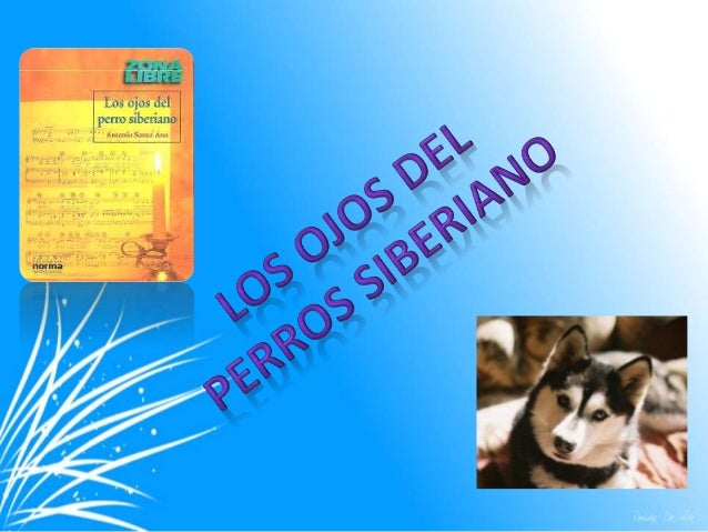 Los ojos del perro siberiano diapositiva