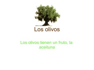 Los olivos Los olivos tienen un fruto, la  aceituna 