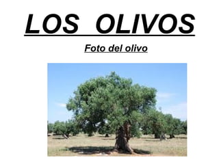 LOS OLIVOS
Foto del olivo
 