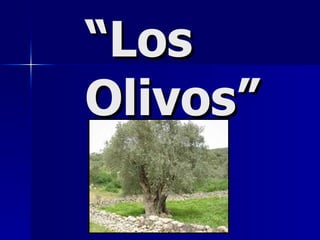 “ Los Olivos” 