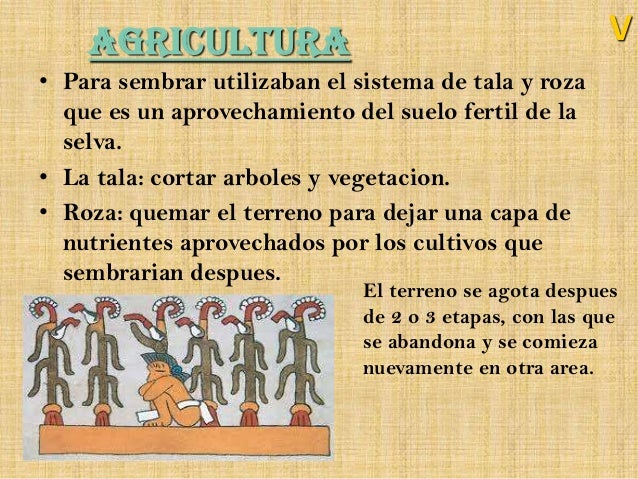 Los Olmecas