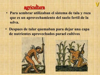 agricultura
• Para sembrar utilizaban el sistema de tala y roza
que es un aprovechamiento del suelo fertil de la
selva.
V
• Despues de talar quemaban para dejar una capa
de nutrientes aprovechados parael cultivos
 