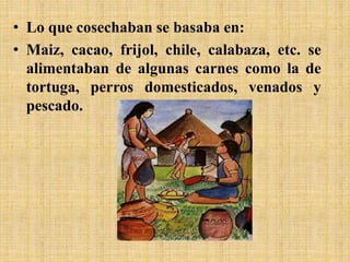 • Lo que cosechaban se basaba en:
• Maiz, cacao, frijol, chile, calabaza, etc. se
alimentaban de algunas carnes como la de
tortuga, perros domesticados, venados y
pescado.
 
