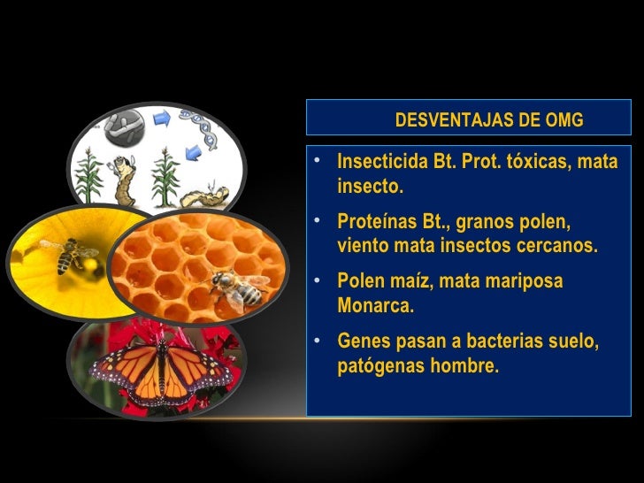 Los organismos geneticamente modificados vs