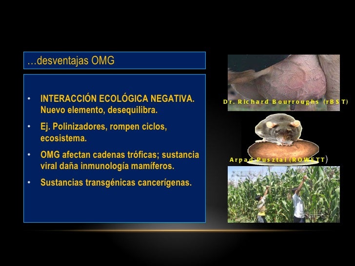 Los organismos geneticamente modificados vs