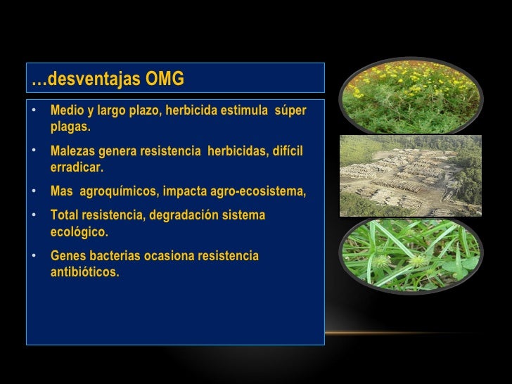 Desventajas De Los Organismos Geneticamente Modificados