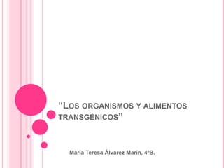 “Los organismos y alimentos transgénicos” María Teresa Álvarez Marín, 4ºB. 