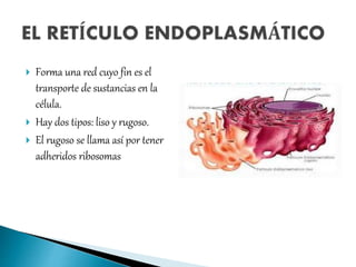  Forma una red cuyo fin es el
transporte de sustancias en la
célula.
 Hay dos tipos: liso y rugoso.
 El rugoso se llama así por tener
adheridos ribosomas
 