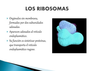  Orgánulos sin membrana,
formados por dos subunidades
adosadas.
 Aparecen adosados al retículo
endoplasmático.
 Su función es sintetizar proteínas,
que transporta el retículo
endoplasmático rugoso.
 