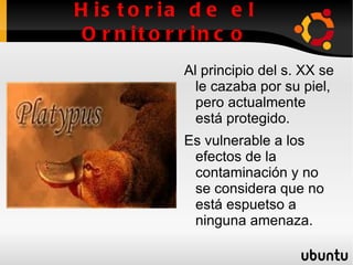 Aspecto (2) Los machos tienen un espolón en las patas posteriores que libera un veneno que es capaz de producir un dolor intenso a una persona. 