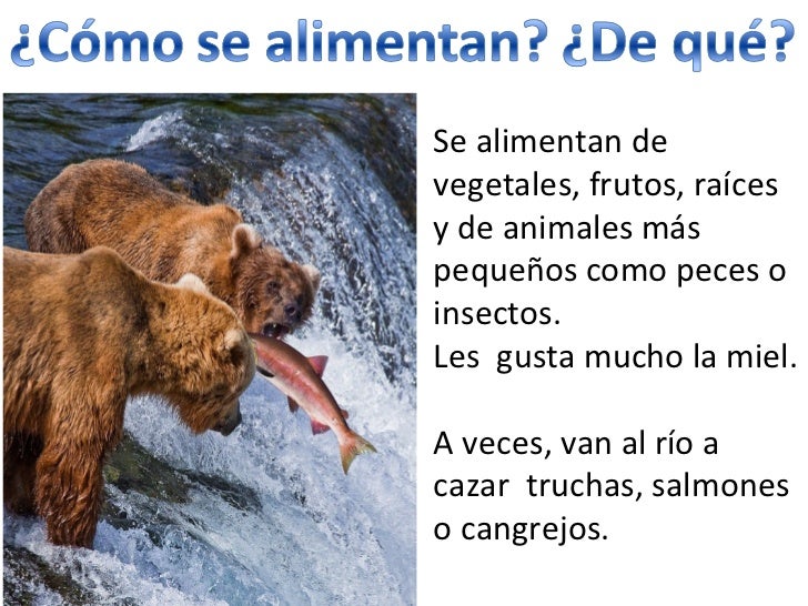 Los osos