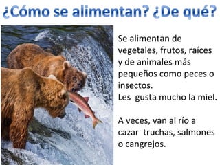 Se alimentan de vegetales, frutos, raíces y de animales más pequeños como peces o insectos. Les gusta mucho la miel. A veces, van al río a cazar truchas, salmones o cangrejos.