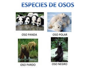 OSO PANDA OSO POLAR OSO PARDO OSO NEGRO