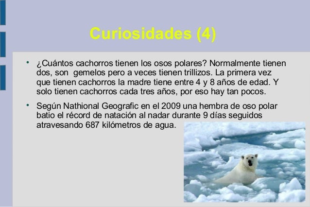Cuantas Crias Puede Tener Un Oso Polar
