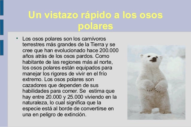Los osos polares