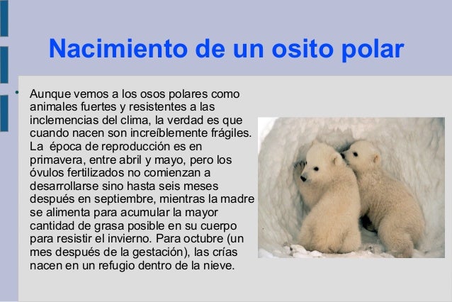 Los osos polares