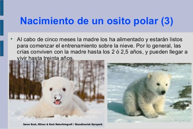Cuantas Crias Puede Tener Un Oso Polar