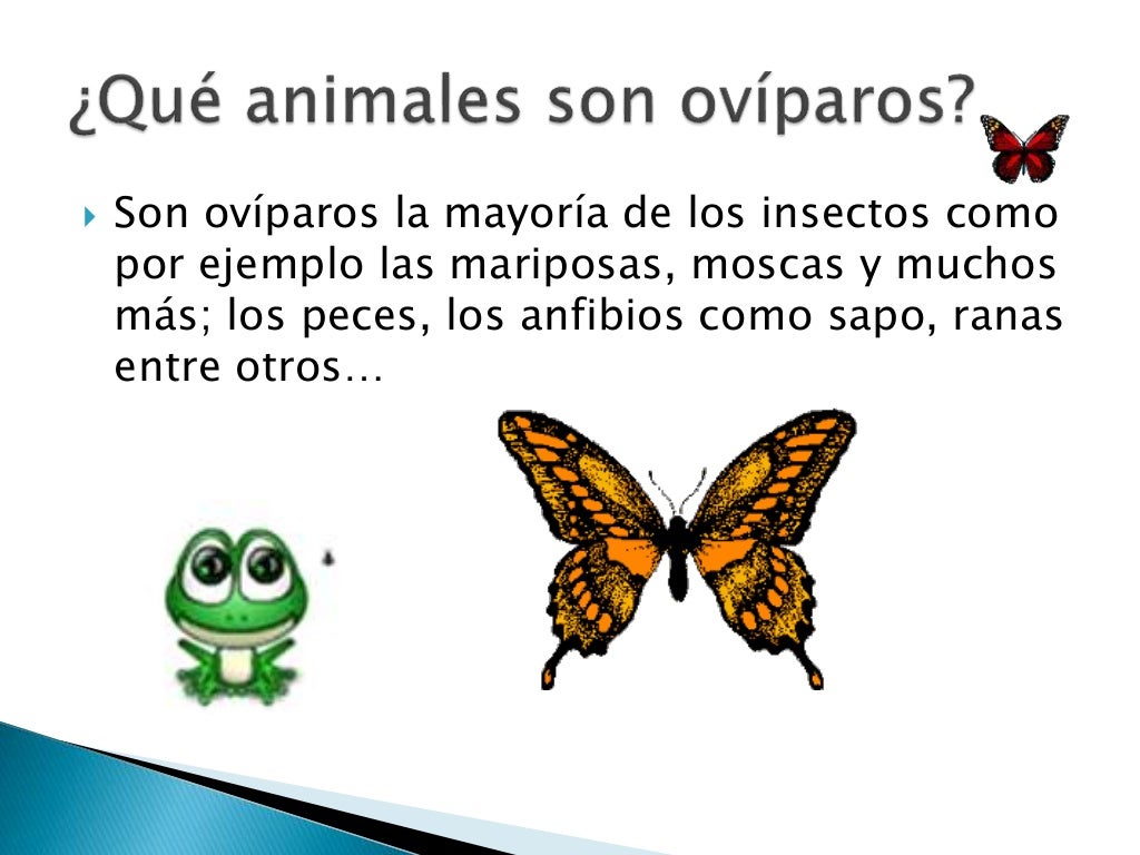 Los Oviparos