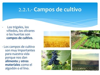 - Los trigales, los
viñedos, los olivares
o las huertas son
campos de cultivo.
- Los campos de cultivo
son muy importantes
para nuestra vida
porque nos dan
alimento y otros
materiales como el
algodón o el lino.
2.2.1.- Campos de cultivo
 