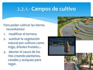 Para poder cultivar las tierras
necesitamos:
1. modificar el terreno
2. sustituir la vegetación
natural por cultivos como
trigo, árboles frutales...
3. desviar el cauce de los
ríos creando pantanos,
canales y acequias para
regar.
2.2.1.- Campos de cultivo
 