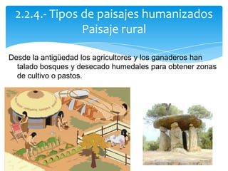 Desde la antigüedad los agricultores y los ganaderos han
talado bosques y desecado humedales para obtener zonas
de cultivo o pastos.
2.2.4.- Tipos de paisajes humanizados
Paisaje rural
 