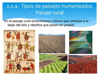 En el paisaje rural encontramos cultivos que cambian a lo
largo del año y rebaños que pacen en prados.
2.2.4.- Tipos de paisajes humanizados
Paisaje rural
 