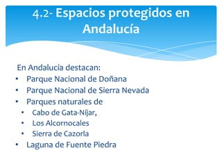 En Andalucía destacan:
• Parque Nacional de Doñana
• Parque Nacional de Sierra Nevada
• Parques naturales de
• Cabo de Gata-Níjar,
• Los Alcornocales
• Sierra de Cazorla
• Laguna de Fuente Piedra
4.2- Espacios protegidos en
Andalucía
 