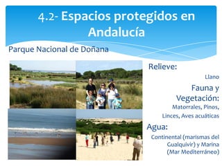 •ParqueNacionalde
Doñana
4.2- Espacios protegidos en
Andalucía
Relieve:
Llano
Fauna y
Vegetación:
Matorrales, Pinos,
Linces, Aves acuáticas
Agua:
Continental (marismas del
Gualquivir) y Marina
(Mar Mediterráneo)
Parque Nacional de Doñana
 