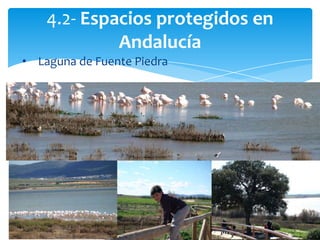 • Laguna de Fuente Piedra
4.2- Espacios protegidos en
Andalucía
 