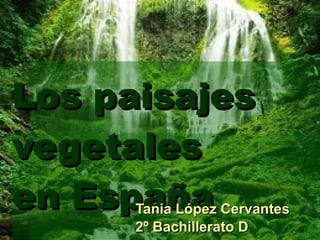 Los paisajes vegetales en España Tania López Cervantes 2º Bachillerato D 