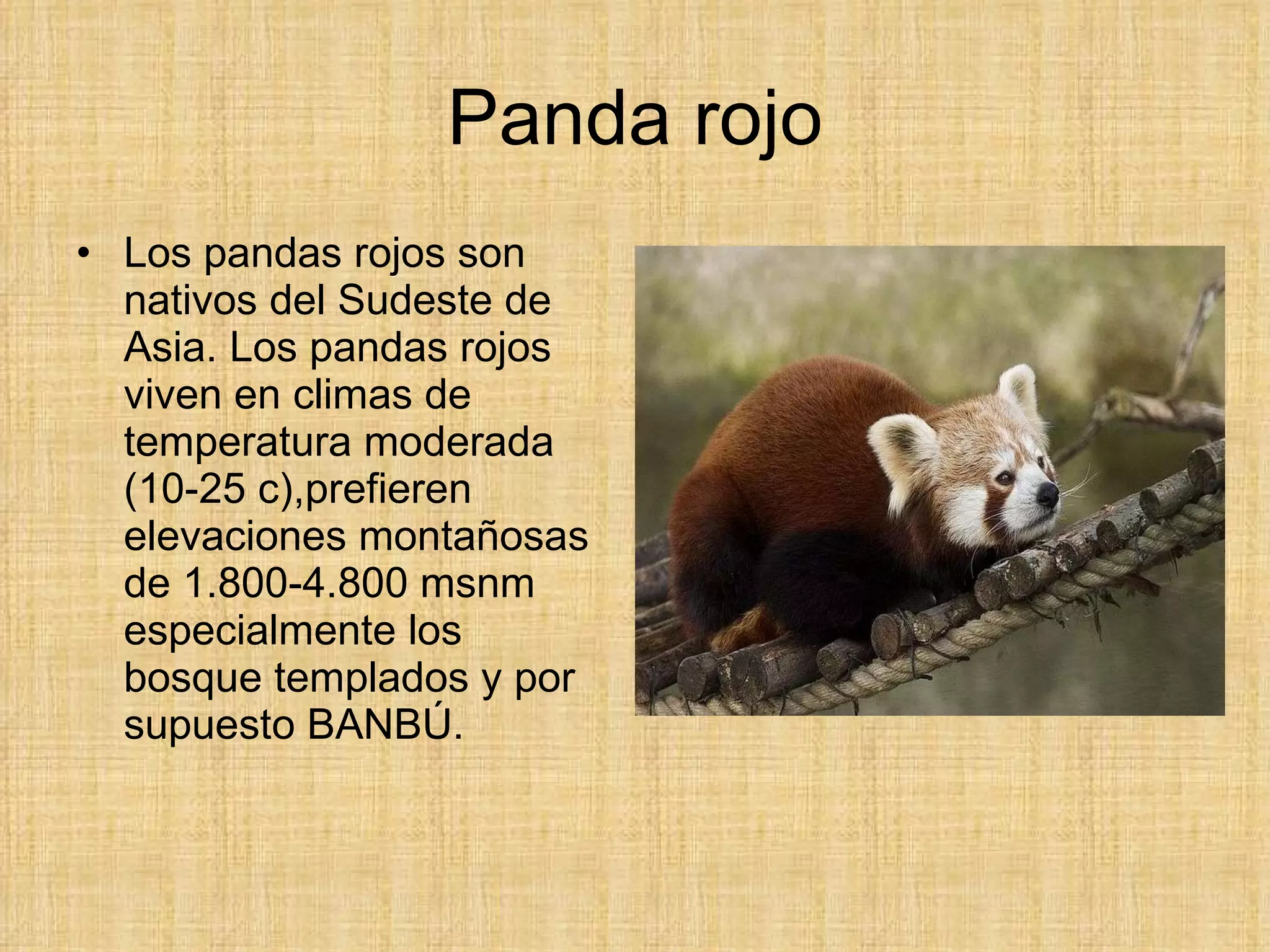 Panda rojo Los pandas rojos son nativos del Sudeste de Asia. Los pandas rojos viven en climas de temperatura moderada (10-25 c),prefieren elevaciones montañosas de 1.800-4.800 msnm especialmente los bosque templados y por supuesto BANBÚ. 