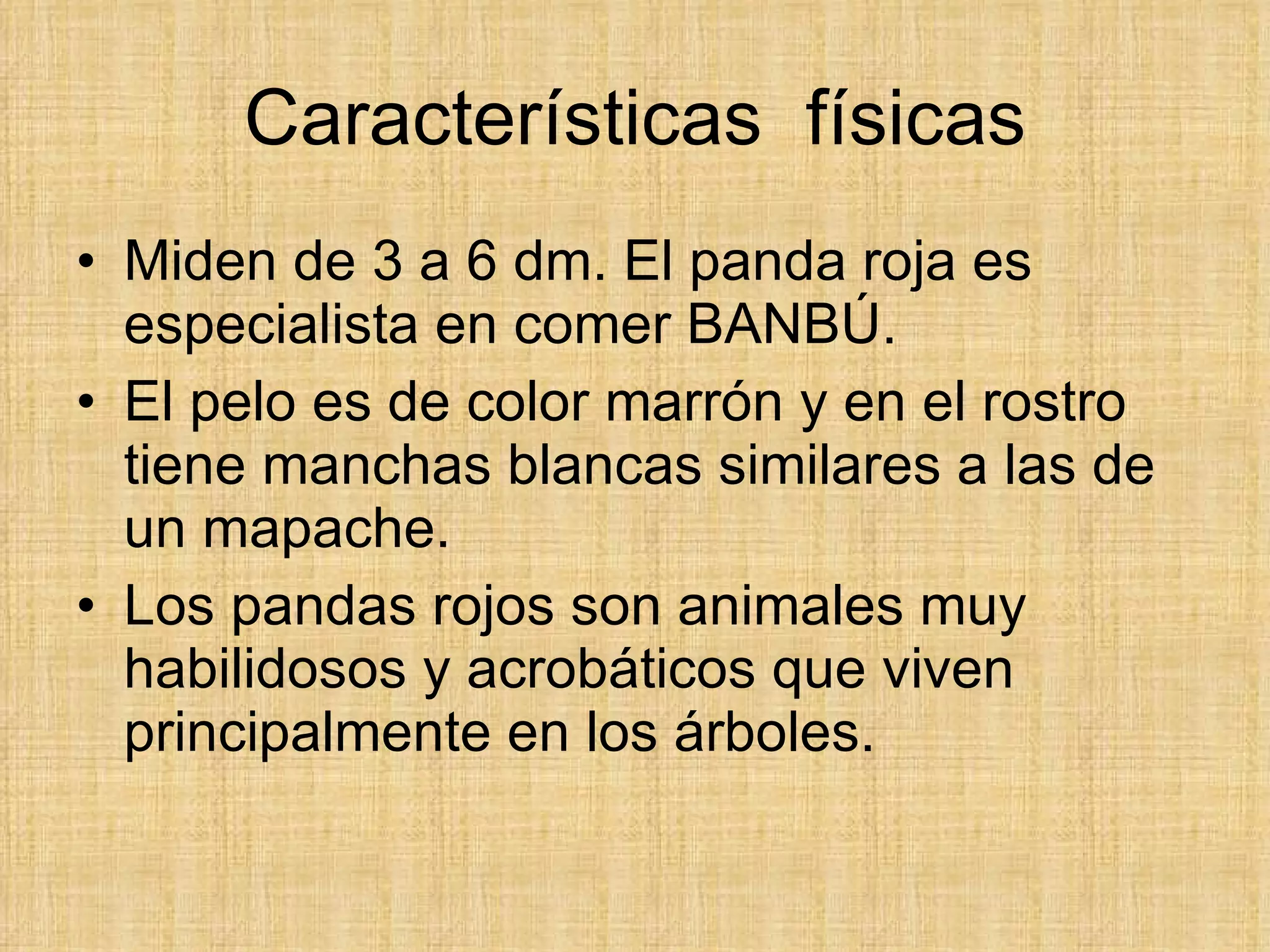 Características  físicas Miden de 3 a 6 dm. El panda roja es especialista en comer BANBÚ. El pelo es de color marrón y en el rostro tiene manchas blancas similares a las de un mapache. Los pandas rojos son animales muy habilidosos y acrobáticos que viven principalmente en los árboles. 