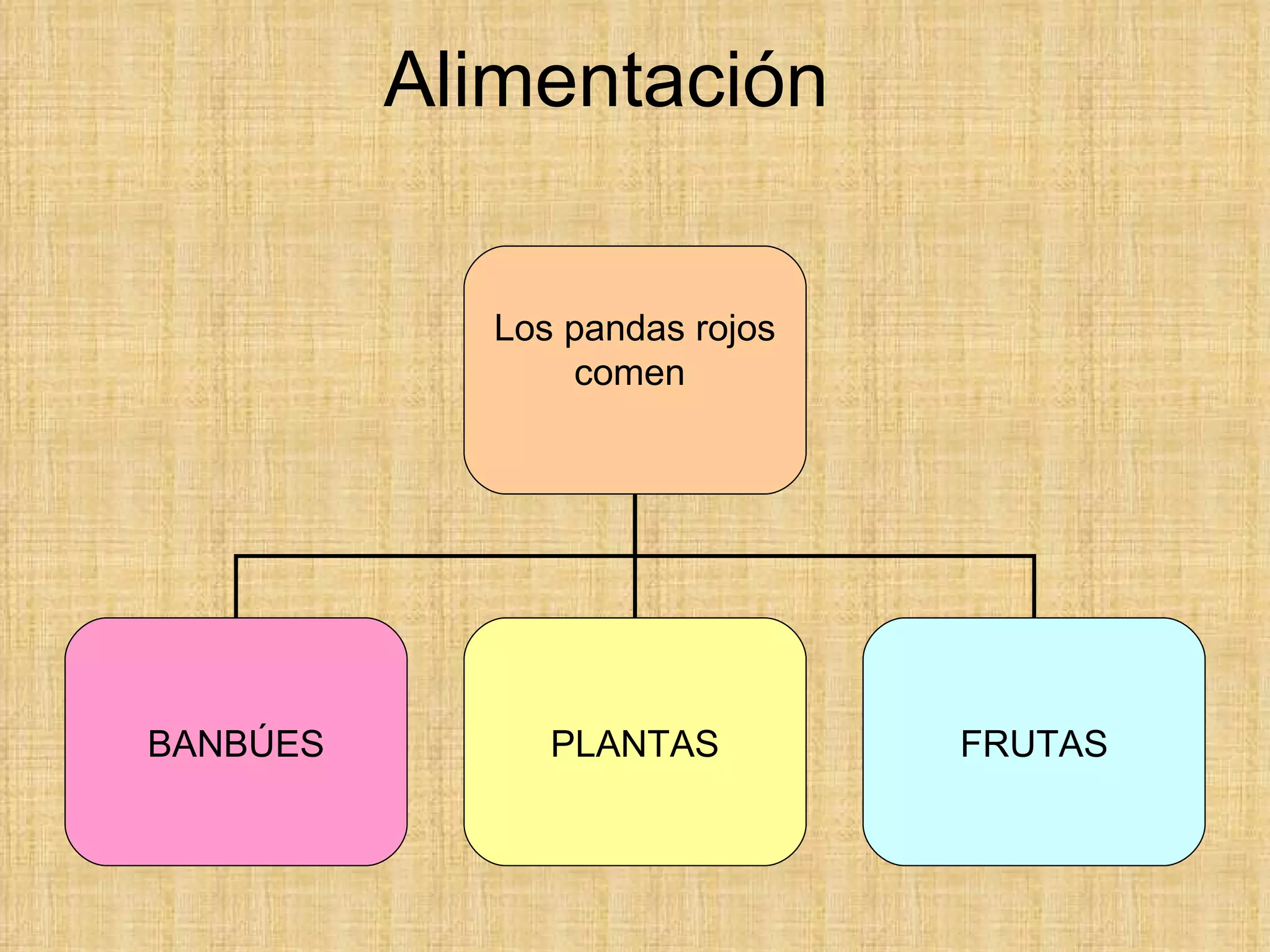 Alimentación Los pandas rojos comen  BANBÚES PLANTAS FRUTAS 
