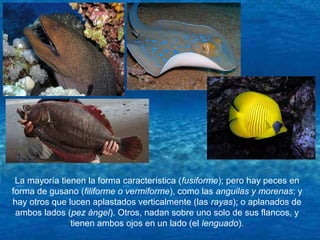 La mayoría tienen la forma característica (fusiforme); pero hay peces en
forma de gusano (filiforme o vermiforme), como las anguilas y morenas; y
hay otros que lucen aplastados verticalmente (las rayas); o aplanados de
ambos lados (pez ángel). Otros, nadan sobre uno solo de sus flancos, y
tienen ambos ojos en un lado (el lenguado).
 
