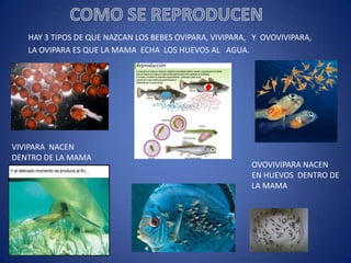 HAY 3 TIPOS DE QUE NAZCAN LOS BEBES OVIPARA, VIVIPARA, Y OVOVIVIPARA,
LA OVIPARA ES QUE LA MAMA ECHA LOS HUEVOS AL AGUA.

VIVIPARA NACEN
DENTRO DE LA MAMA

OVOVIVIPARA NACEN
EN HUEVOS DENTRO DE
LA MAMA

 