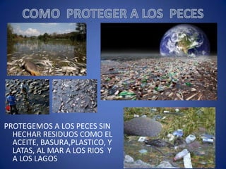 PROTEGEMOS A LOS PECES SIN
HECHAR RESIDUOS COMO EL
ACEITE, BASURA,PLASTICO, Y
LATAS, AL MAR A LOS RIOS Y
A LOS LAGOS

 