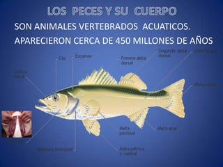 SON ANIMALES VERTEBRADOS ACUATICOS.
APARECIERON CERCA DE 450 MILLONES DE AÑOS

 