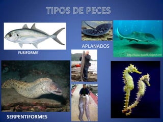 APLANADOS
FUSIFORME

DIFERENTES

SERPENTIFORMES

 