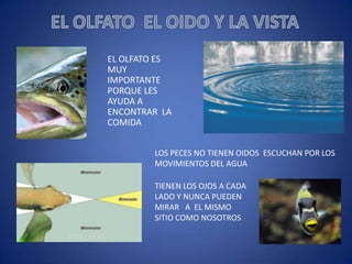EL OLFATO ES
MUY
IMPORTANTE
PORQUE LES
AYUDA A
ENCONTRAR LA
COMIDA
LOS PECES NO TIENEN OIDOS ESCUCHAN POR LOS
MOVIMIENTOS DEL AGUA
TIENEN LOS OJOS A CADA
LADO Y NUNCA PUEDEN
MIRAR A EL MISMO
SITIO COMO NOSOTROS

 